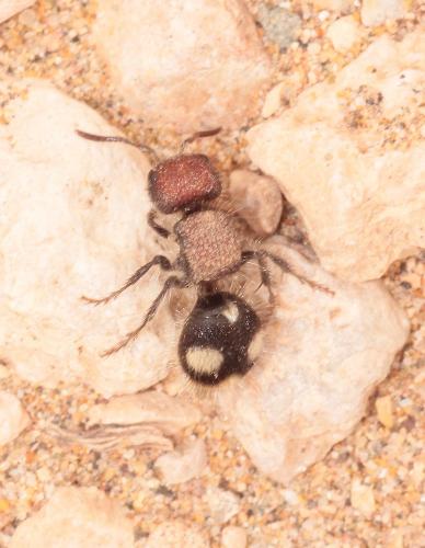 Ronisia sp.
